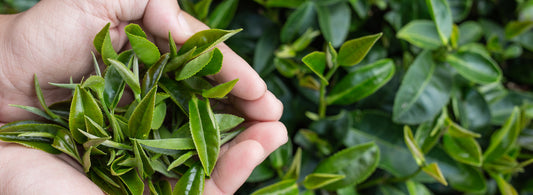 What Are Flavonoids and How Do They Boost Immune Health?